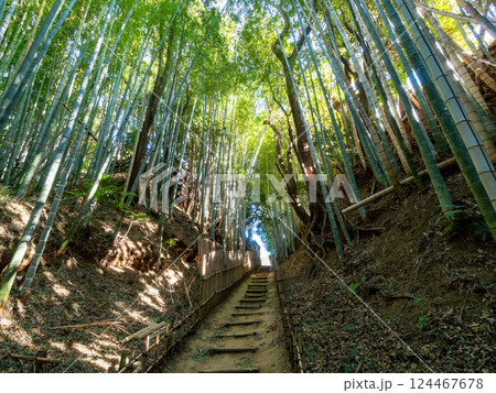 江戸時代から変わらない竹林に囲まれたサムライの古径　ヒヨドリ坂の厳かな景色 124467678