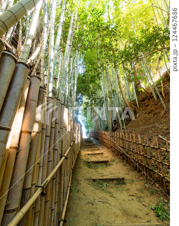 江戸時代から変わらない竹林に囲まれたサムライの古径　ヒヨドリ坂の厳かな景色 124467686