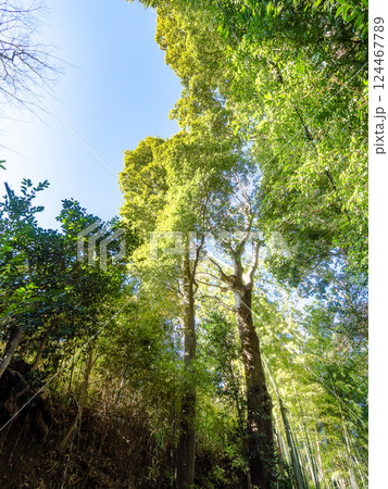 古き良き日本の街並みが残る、佐倉市の武家屋敷通りの景色　くらやみ坂 124467789