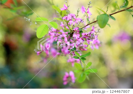 可愛い　秋の七草　ハギの花 124467807