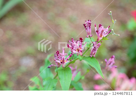爽やか 秋花 ホトトギスの花 爽やか 秋花 ホトトギスの花 124467811