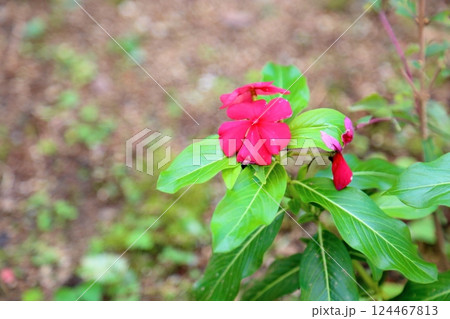 可愛い ニチニチソウの花 可愛い ニチニチソウの花 124467813