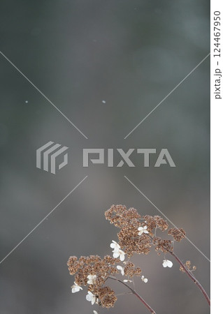 北海道の冬とノリウツギ 124467950