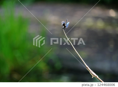 チョウトンボ チョウトンボ 124468006