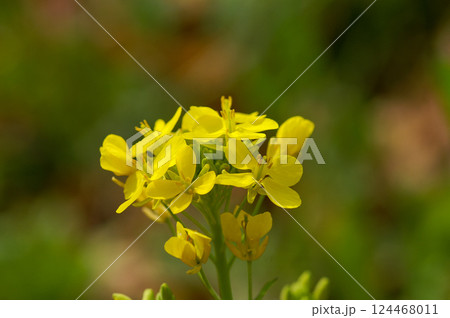春の野原に咲く菜の花 124468011