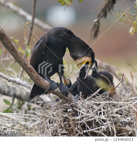 カワウの親子の巣立ちの瞬間① カワウの親子の巣立ちの瞬間① 124468022