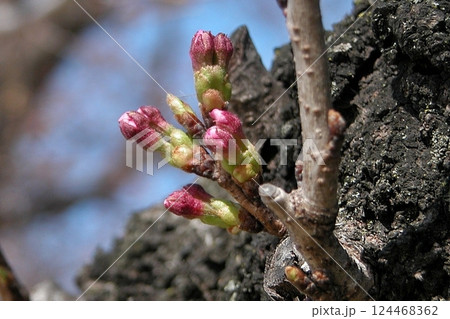 紅色のサクラの蕾が まもなく開花(2015.3.27) 桜手帖 熊谷市伊勢町ふれあい公園 接写 124468362