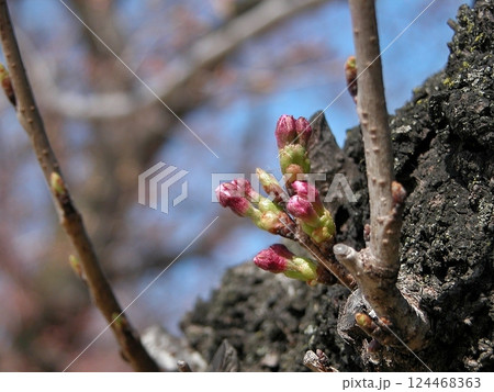 熊谷市の伊勢町ふれあい公園で桜の蕾が まもなく開花(2015.3.27) 紅色 接写 桜手帖 124468363