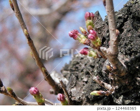 伊勢町ふれあい公園で桜の蕾が まもなく開花(2015.3.27) 紅色 桜手帖 接写 埼玉県熊谷市 124468365