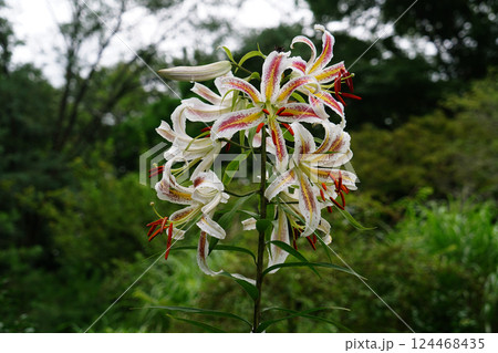 ヤマユリ ヤマユリ 124468435