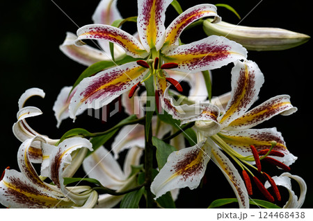 ヤマユリ 124468438