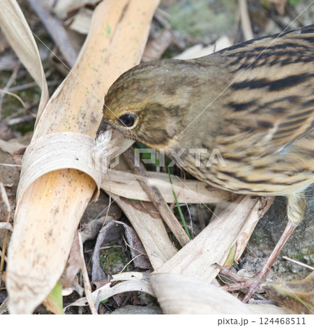 落ち葉の中で羽を咥える小鳥 落ち葉の中で羽を咥える小鳥 124468511