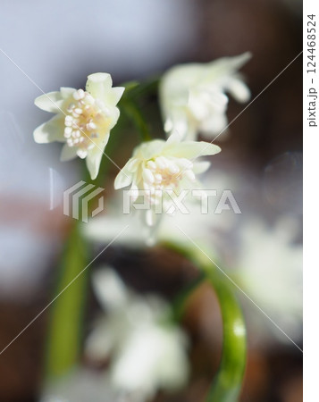 残雪の中咲くキクバオウレン（20250321103308） 124468524