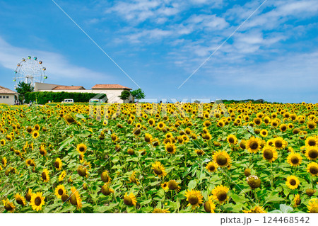 横須賀市　ソレイユの丘　ひまわり畑 124468542
