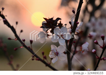 朝日に照らされる桜 朝日に照らされる桜 124469133