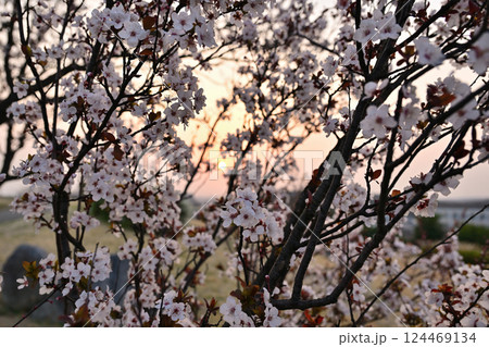 朝日に照らされる桜 朝日に照らされる桜 124469134