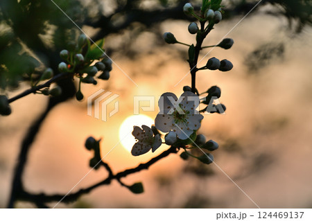 朝日に照らされる桜 124469137