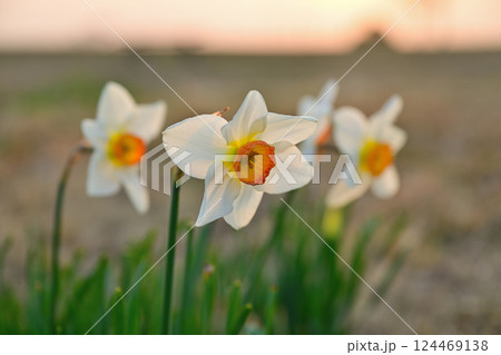 朝日を浴びて幻想的に浮かび上がり生き生きとしている水仙 朝日を浴びて幻想的に浮かび上がり生き生きとしている水仙 124469138