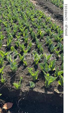 春を待つチューリップ畑の背景素材 春を待つチューリップ畑の背景素材 124469161