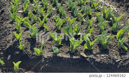 春を待つチューリップ畑の背景素材 春を待つチューリップ畑の背景素材 124469162