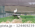 野田市こうのとりの里は、絶滅危惧種のこうのとりを保護飼育しています。 124469239