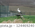野田市こうのとりの里は、絶滅危惧種のこうのとりを保護飼育しています。 124469240