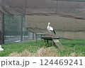 野田市こうのとりの里は、絶滅危惧種のこうのとりを保護飼育しています。 124469241