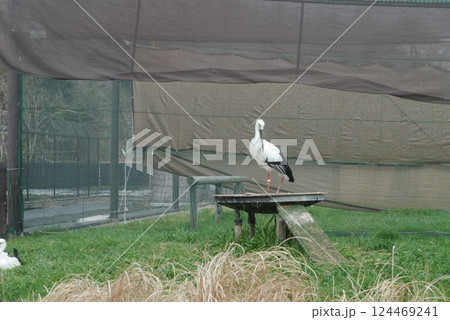 野田市こうのとりの里は、絶滅危惧種のこうのとりを保護飼育しています。 野田市こうのとりの里は、絶滅危惧種のこうのとりを保護飼育しています。 124469241