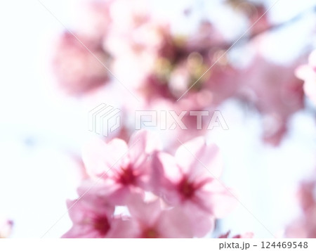 ふんわりした桜の花 124469548