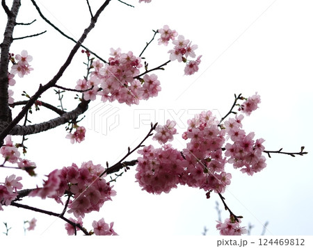 青空に映える満開の桜 青空に映える満開の桜 124469812
