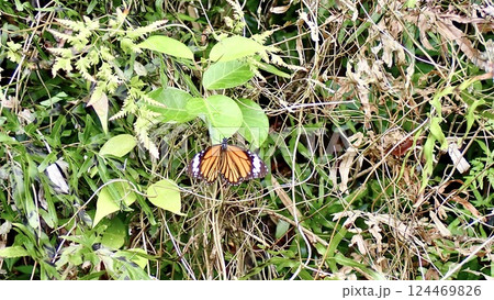 沖縄県南西諸島西表島のスジグロカバマダラ 124469826