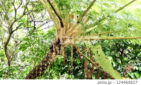沖縄県西表島のヒカゲヘゴ 124469827