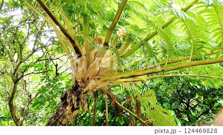 沖縄県西表島のヒカゲヘゴ 124469828