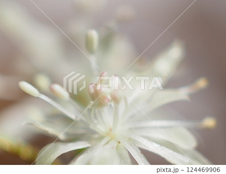 斜め上からから観るキクバオウレンの雄しべ(20250321104649) 斜め上からから観るキクバオウレンの雄しべ(20250321104649) 124469906