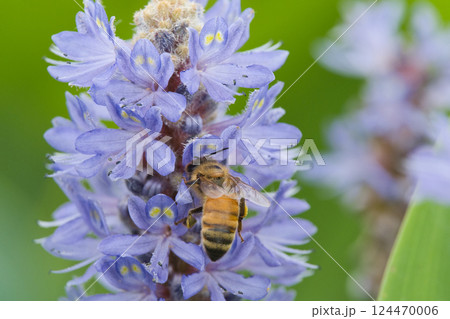 ポンテデリアの蜜を吸うミツバチ ポンテデリアの蜜を吸うミツバチ 124470006
