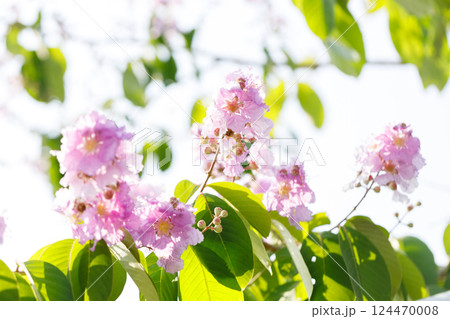 Queens Flower or Inthanin flower in Thailand, Lagerstroemia speciosa, cheerful blooming in park. Queens Flower or Inthanin flower in Thailand, Lagerstroemia speciosa, cheerful blooming in park. 124470008
