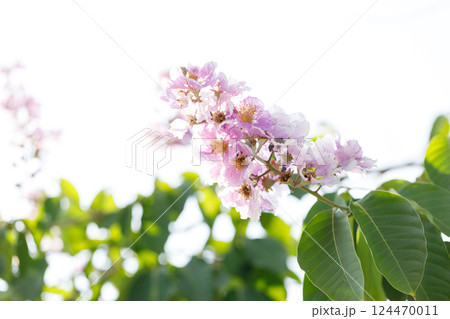 Queens Flower or Inthanin flower in Thailand, Lagerstroemia speciosa, cheerful blooming in park. 124470011