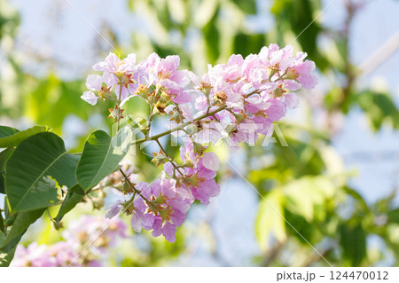 Queens Flower or Inthanin flower in Thailand, Lagerstroemia speciosa, cheerful blooming in park. Queens Flower or Inthanin flower in Thailand, Lagerstroemia speciosa, cheerful blooming in park. 124470012