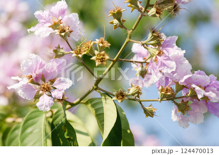 Queens Flower or Inthanin flower in Thailand, Lagerstroemia speciosa, cheerful blooming in park. 124470013
