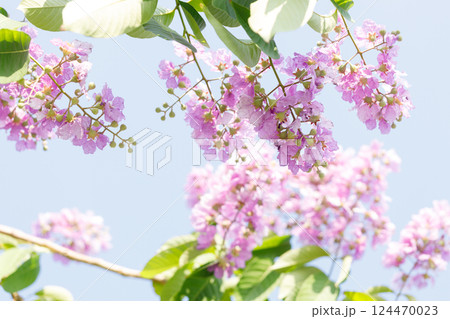 Queens Flower or Inthanin flower in Thailand, Lagerstroemia speciosa, cheerful blooming in park. 124470023