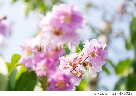 Queens Flower or Inthanin flower in Thailand, Lagerstroemia speciosa, cheerful blooming in park. 124470025