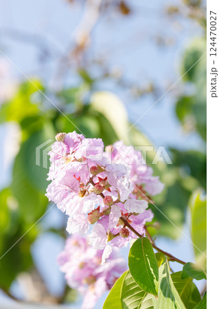 Queens Flower or Inthanin flower in Thailand, Lagerstroemia speciosa, cheerful blooming in park. 124470027