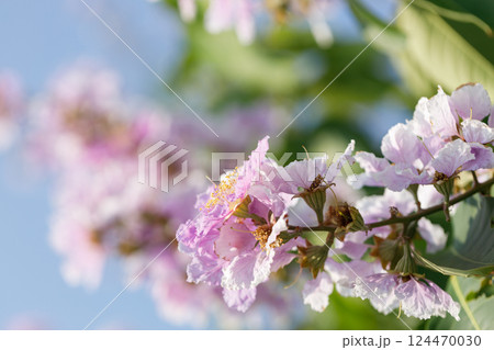 Queens Flower or Inthanin flower in Thailand, Lagerstroemia speciosa, cheerful blooming in park. 124470030
