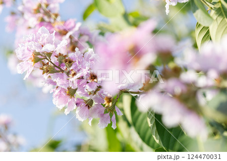 Queens Flower or Inthanin flower in Thailand, Lagerstroemia speciosa, cheerful blooming in park. Queens Flower or Inthanin flower in Thailand, Lagerstroemia speciosa, cheerful blooming in park. 124470031