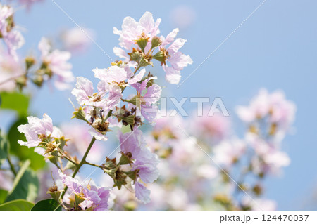 Queens Flower or Inthanin flower in Thailand, Lagerstroemia speciosa, cheerful blooming in park. 124470037