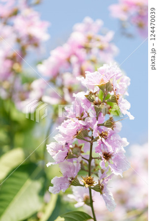 Queens Flower or Inthanin flower in Thailand, Lagerstroemia speciosa, cheerful blooming in park. 124470039