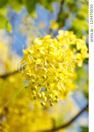 Golden shower tree cheerful blooming in natural park. Cassia fistula. 124470050
