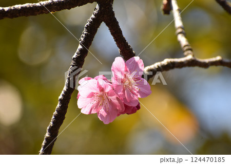 濃いピンクの横濱緋桜 濃いピンクの横濱緋桜 124470185