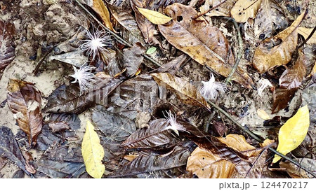 沖縄県西表島のサガリバナの落ちた花 沖縄県西表島のサガリバナの落ちた花 124470217