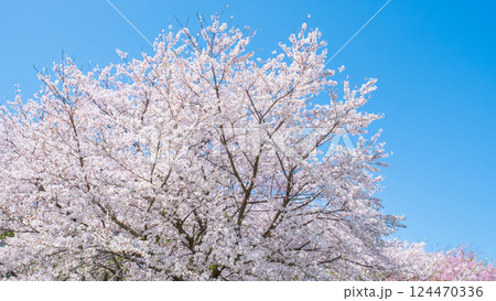 満開の桜 124470336